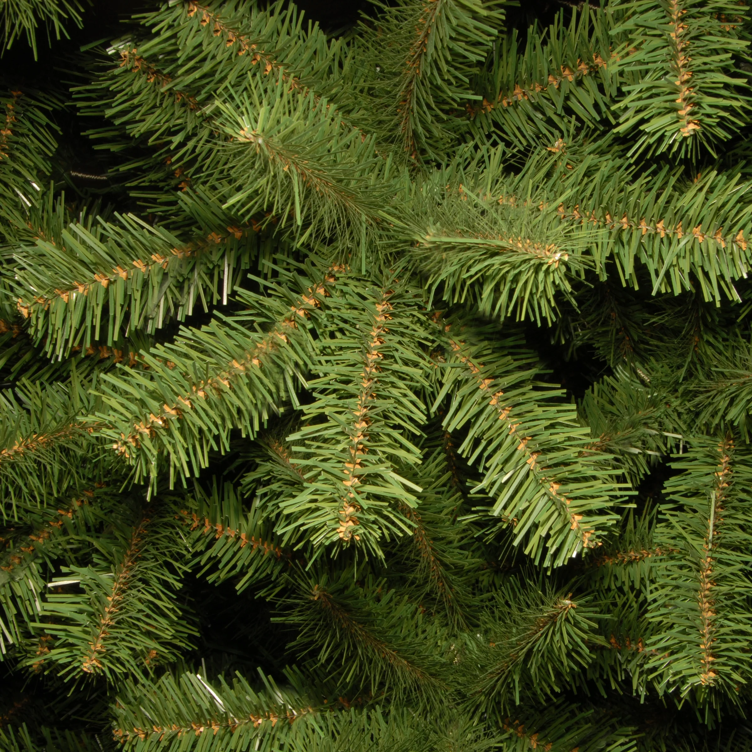 10 ft.  North Valley Spruce Tree - Image 3
