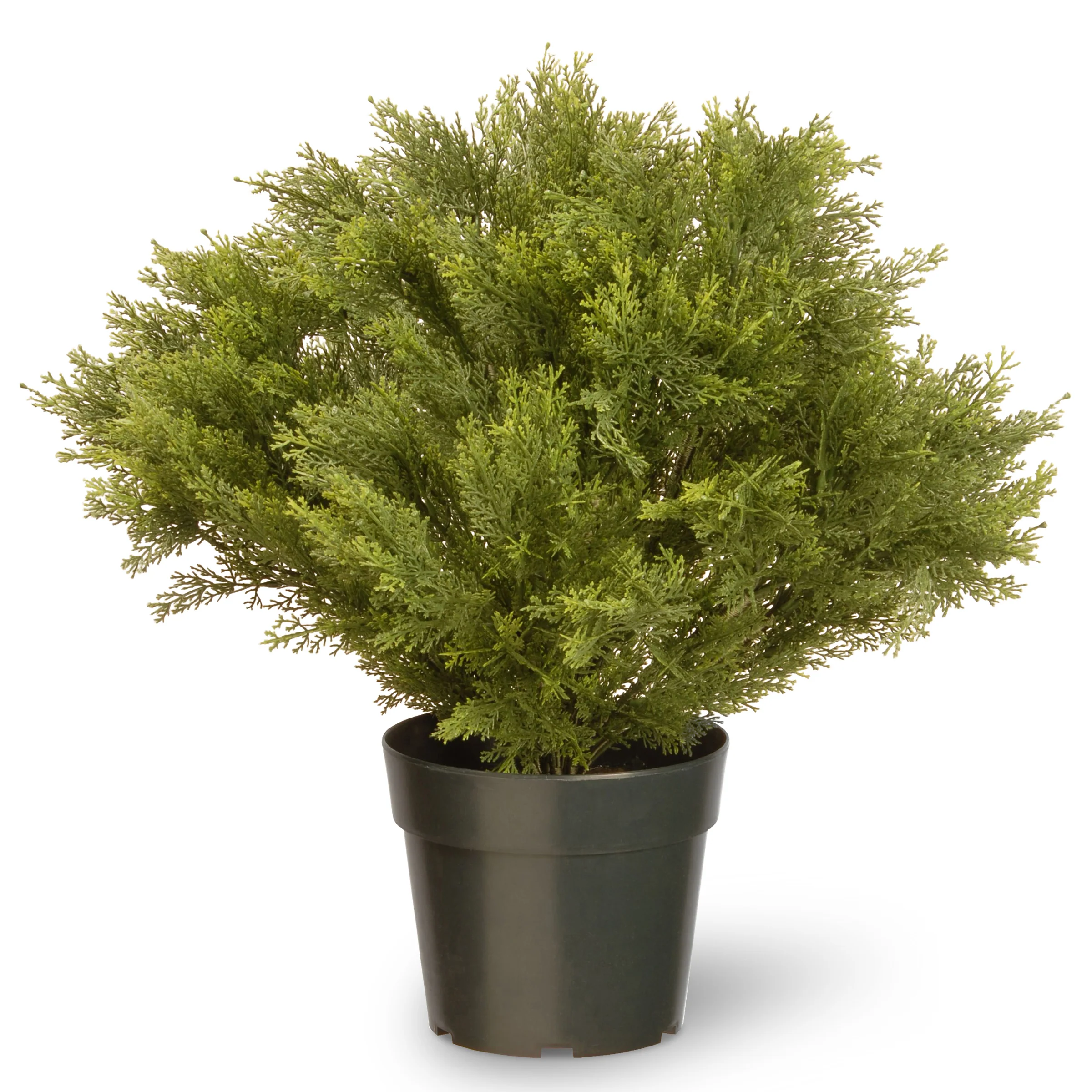 28 in. Globe Juniper Topiary Tree with Dark Green Round Growers
