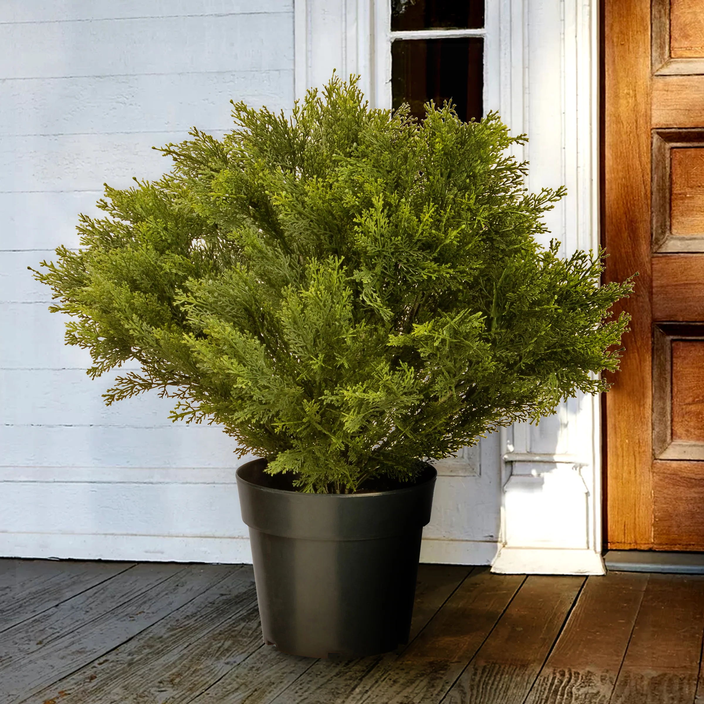 28 in. Globe Juniper Topiary Tree with Dark Green Round Growers - Image 2