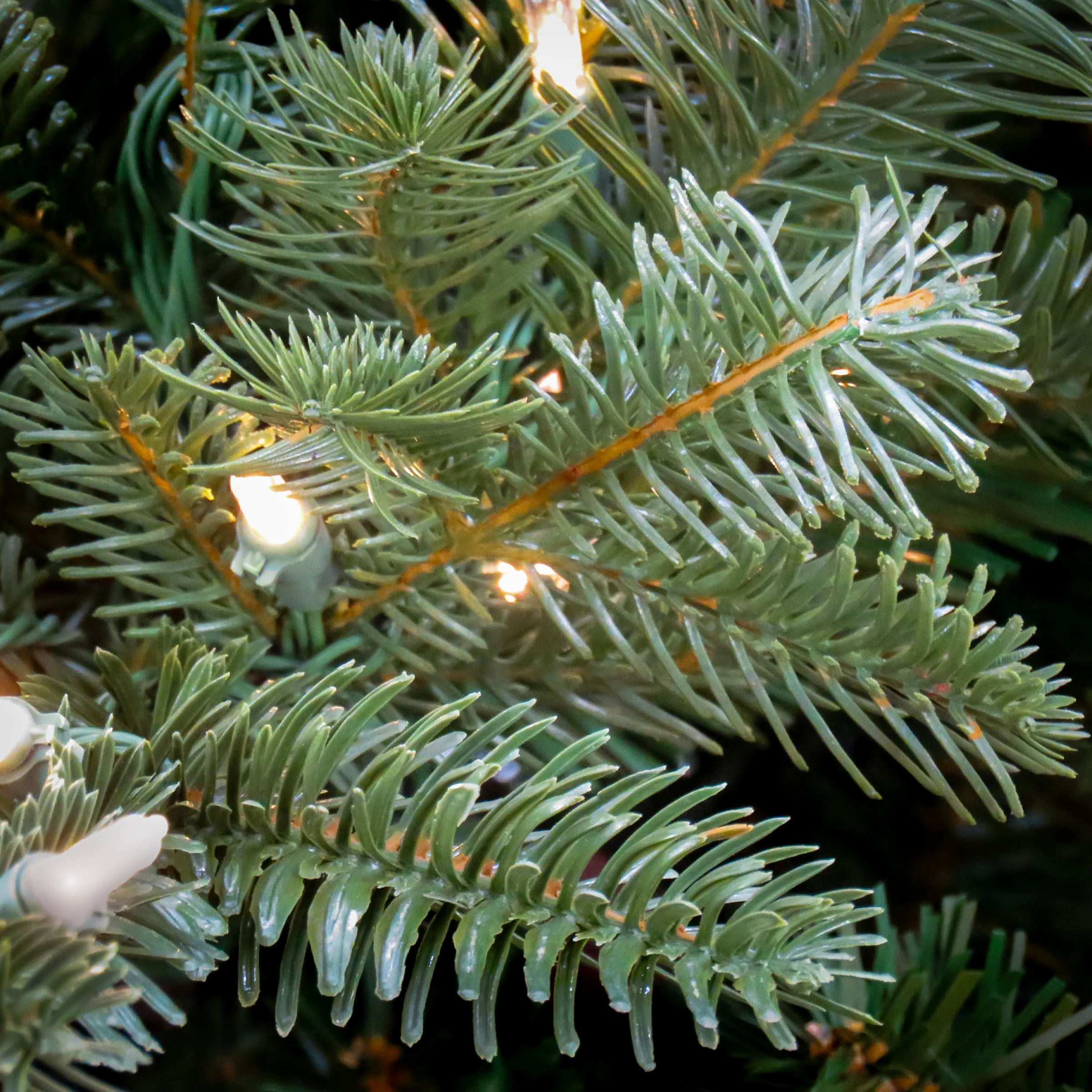 9 ft. Pre-Lit Douglas Fir Tree with Warm White LED Lights - Image 3